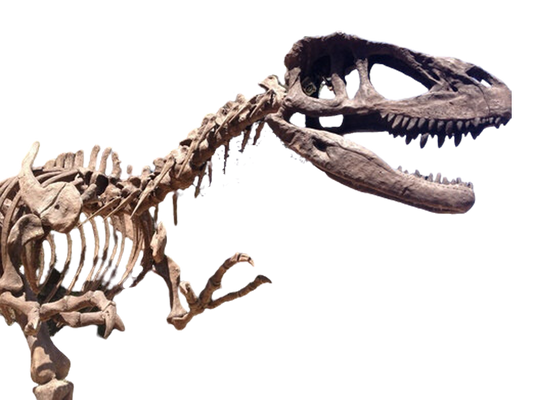 28 FT Tyrannosaurus Skeleton Rental