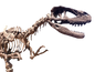 28 FT Tyrannosaurus Skeleton Rental