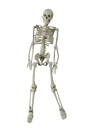 3 ft Articulated Skeleton