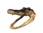 Taxidermy Alligator Head