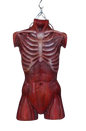 Muscle Torso Skin