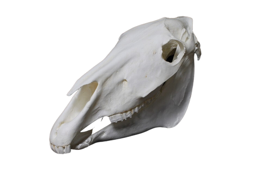 Replica Horse Skull