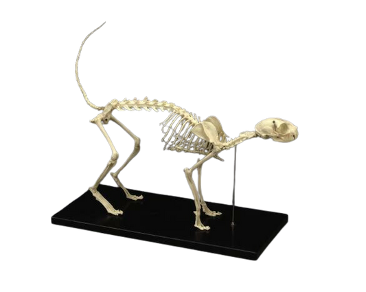 Replica Cat Skeleton