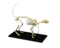 Replica Cat Skeleton