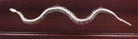 Snake Skeleton, Non-Venomous Snake - Real Bone