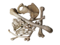 1 Dozen Assorted Bones